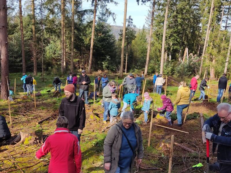 Ungefähr 20 Menschen pflanzen Bäume im Wald.