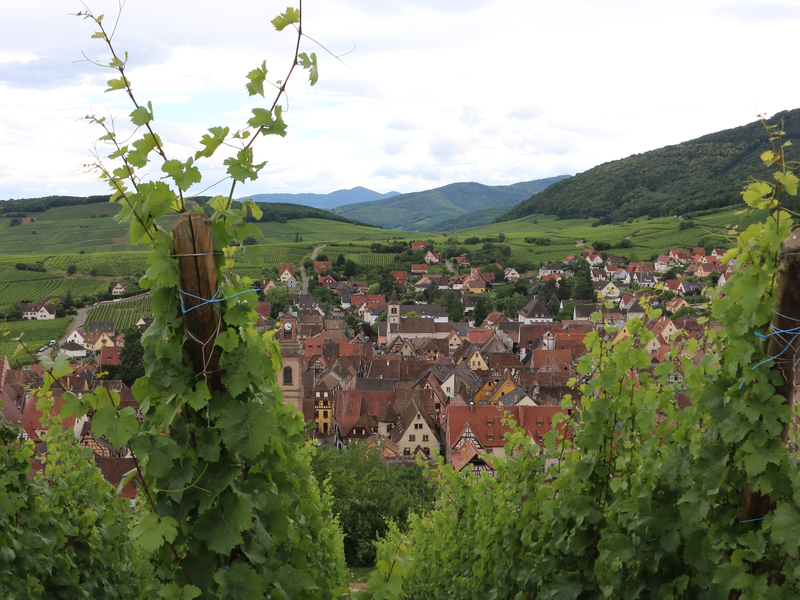 Im Vordergrund stehen Weinreben. Im Hintergrund ist Riquewihr.