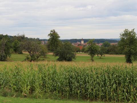 Das Plangebiet von Häugern-Nord ist derzeit noch Acker- und Streuobstfläche. Im Hintergrund ist der Ortsteil Merklingen.