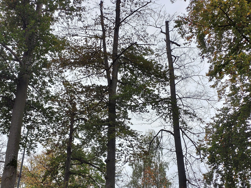 Auf dem Bild sind mehrere hohe Bäume mit spärlichem Laub vor einem grauen Himmel zu sehen, und im Vordergrund steht ein orangefarbener Lieferwagen.