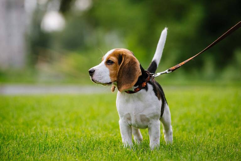 Ein angeleinter Hund auf einer Wiese.